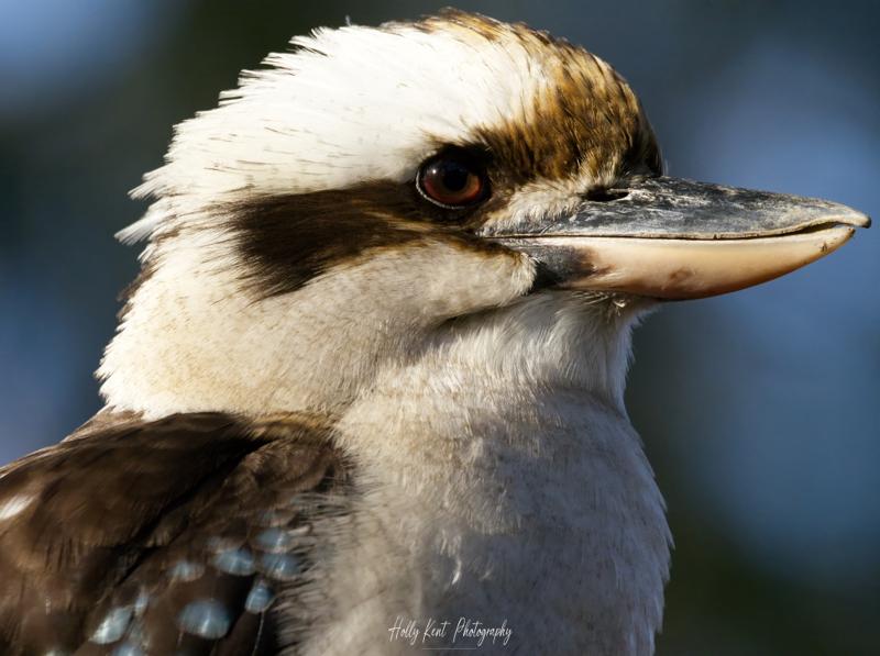 Bird Photography Meetup