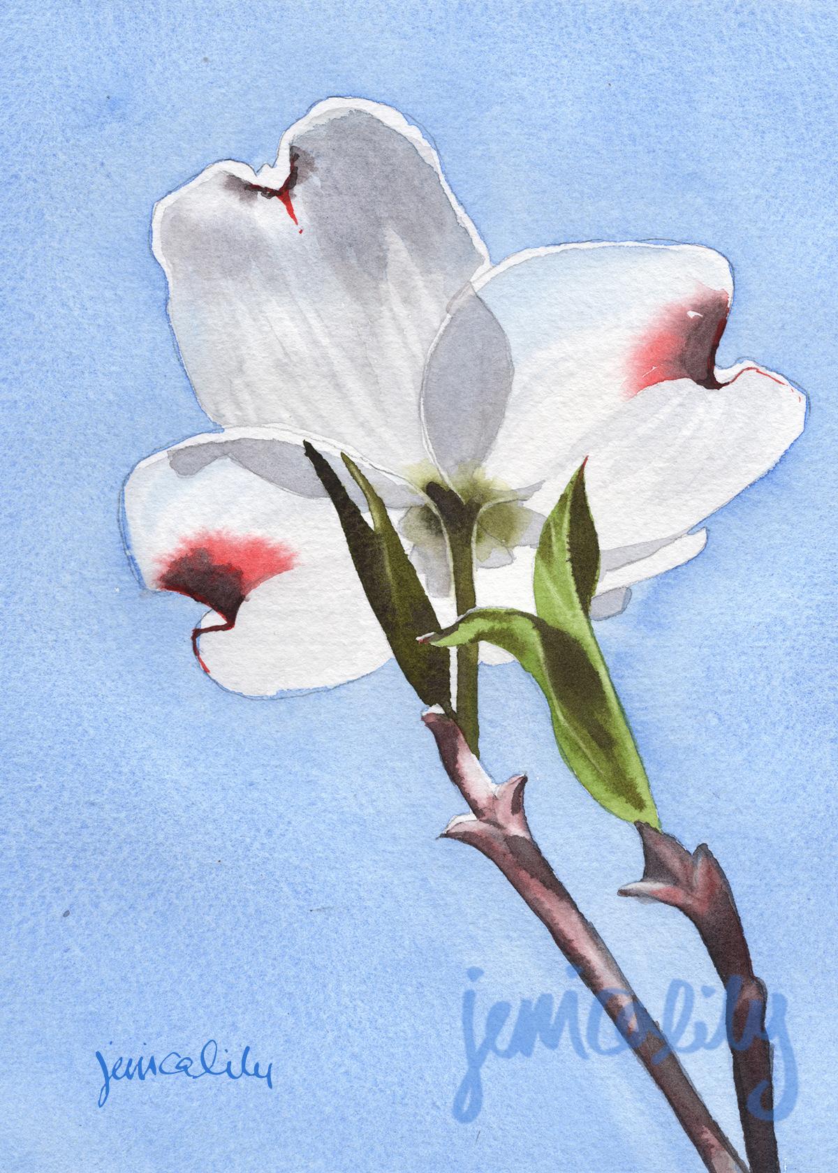 Dogwood Flowers in Watercolor for Beginners