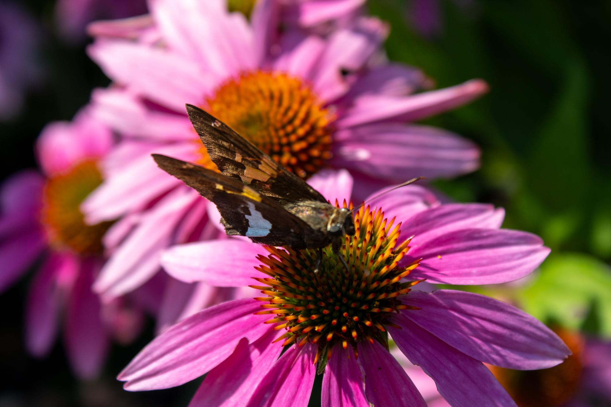 Shallow/Full Depth of Field Meetup